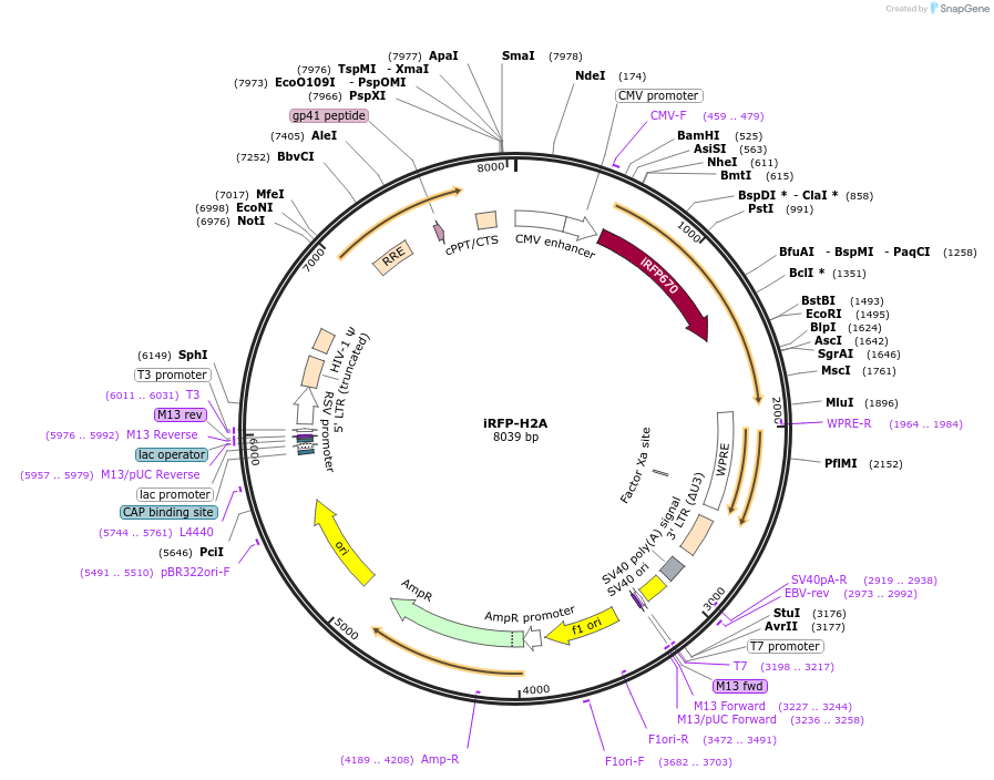 158691-plasmid-map-sequence-id-311047
