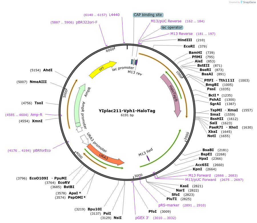 140149-plasmid-map-sequence-id-311052