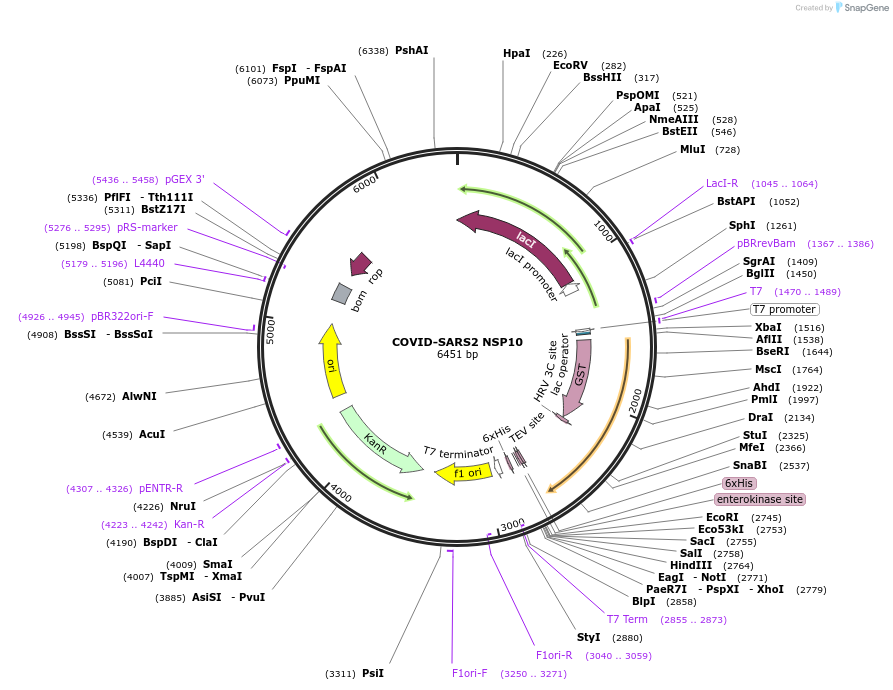 159616-plasmid-map-sequence-id-311067