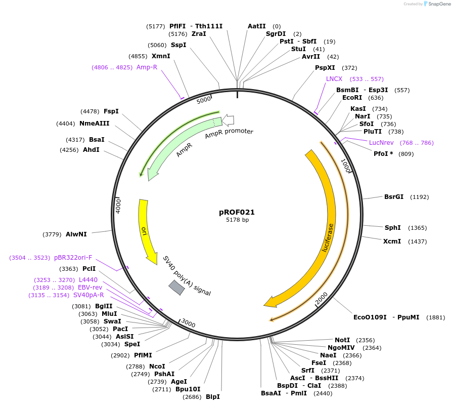155326-plasmid-map-sequence-id-311072