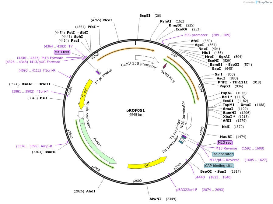 155328-plasmid-map-sequence-id-311075