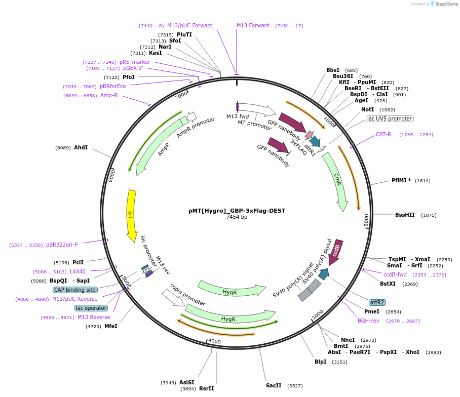 157813-plasmid-map-sequence-id-311081