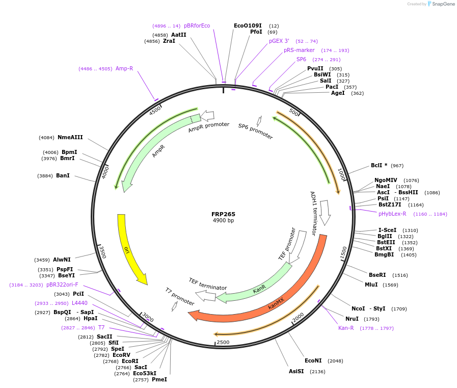 159301-plasmid-map-sequence-id-311095