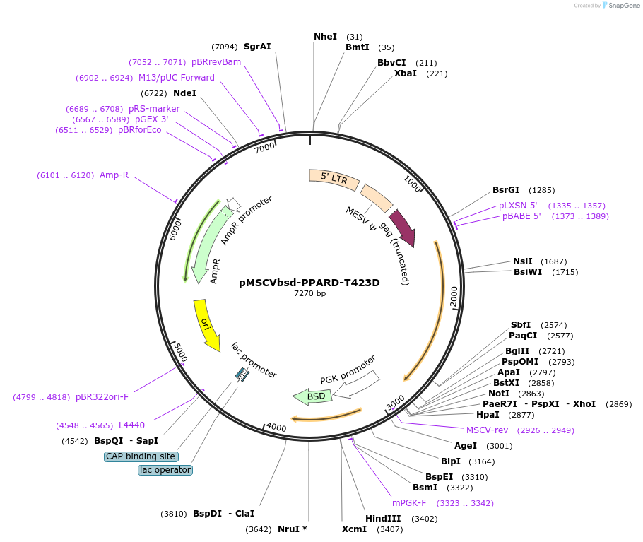 130780-plasmid-map-sequence-id-311097