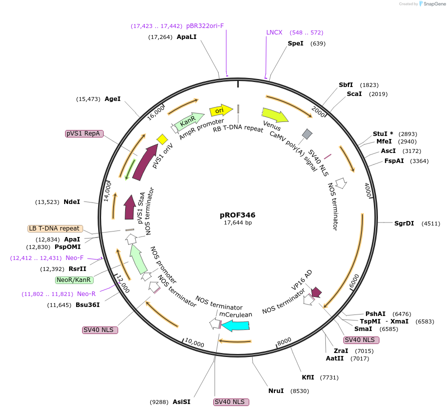 155331-plasmid-map-sequence-id-311105