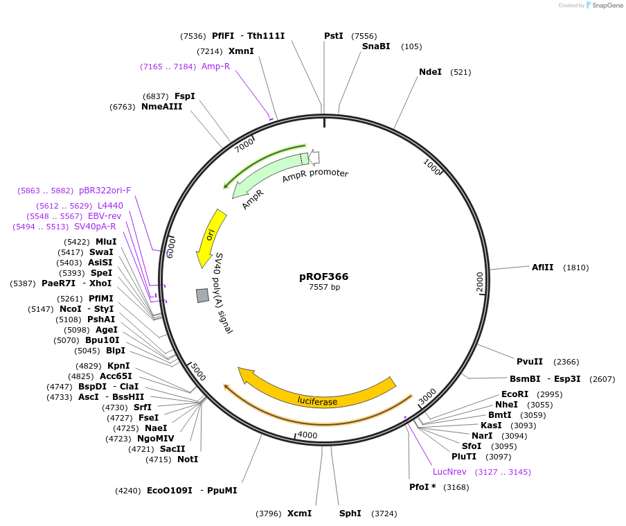 155332-plasmid-map-sequence-id-311109