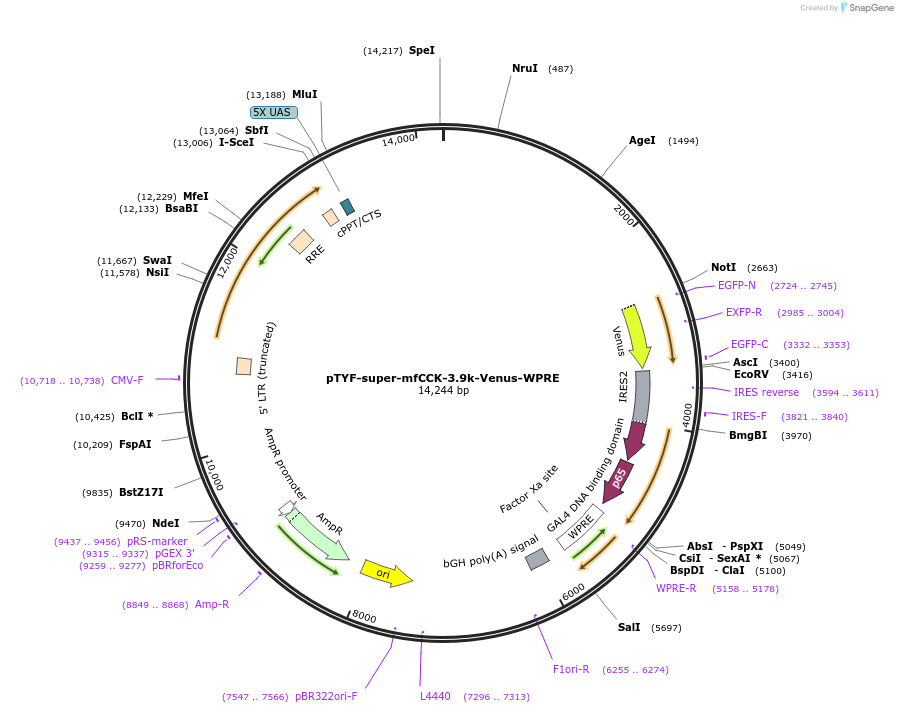156391-plasmid-map-sequence-id-311120