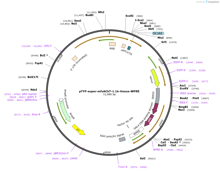 156390-plasmid-map-sequence-id-311121