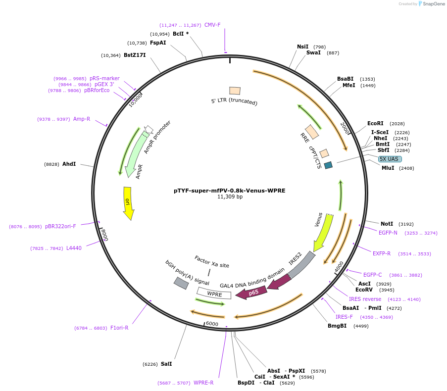 156399-plasmid-map-sequence-id-311123