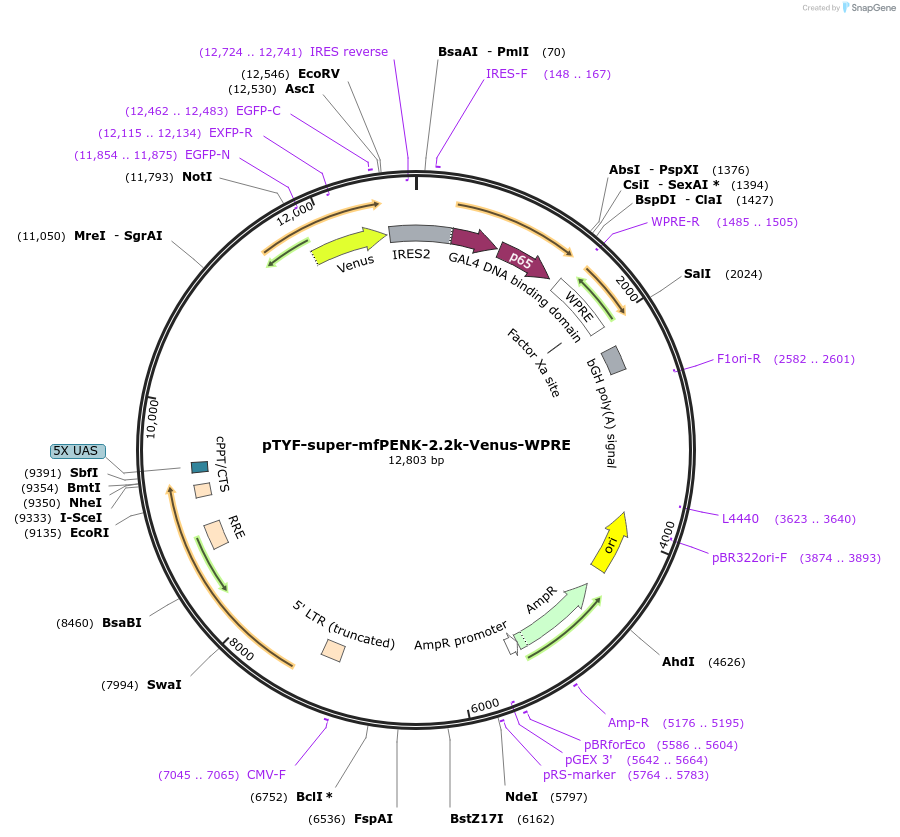 156400-plasmid-map-sequence-id-311135