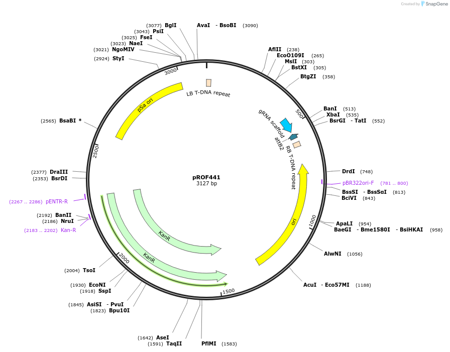 155336-plasmid-map-sequence-id-311141