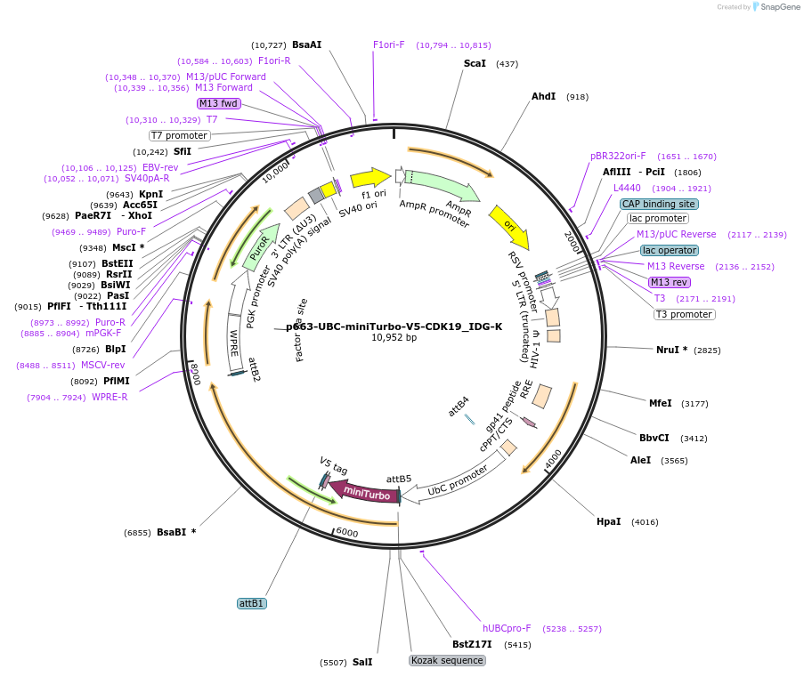 158175-plasmid-map-sequence-id-311145