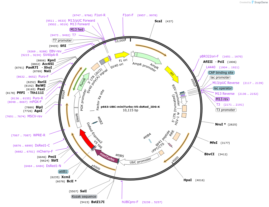 135260-plasmid-map-sequence-id-311150