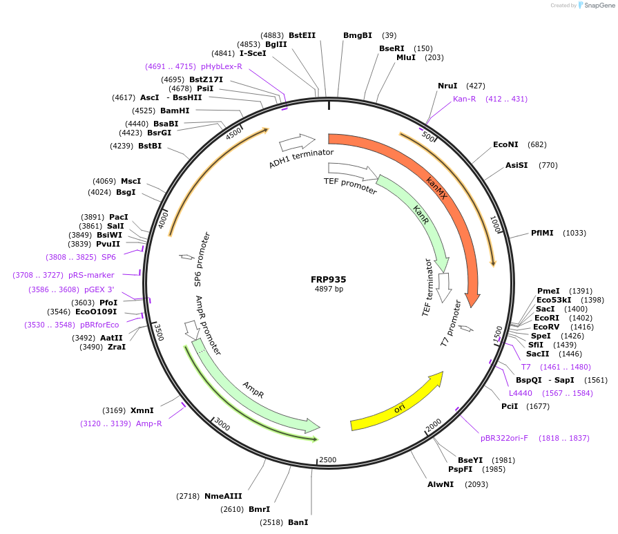 159302-plasmid-map-sequence-id-311152