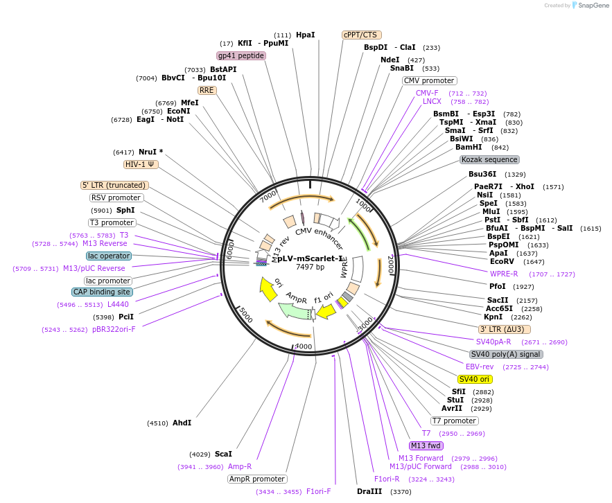 159172-plasmid-map-sequence-id-311154
