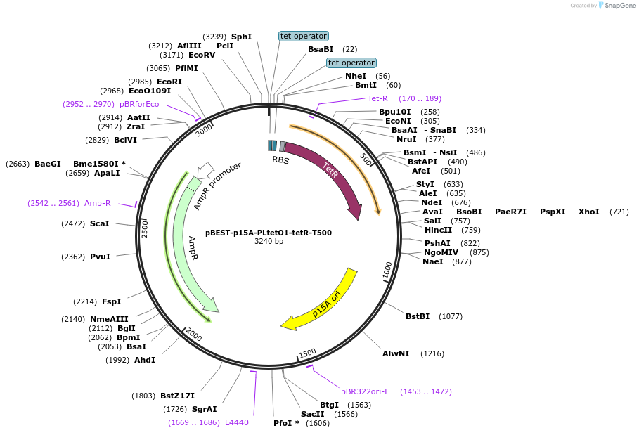 45391-plasmid-map-sequence-id-311159