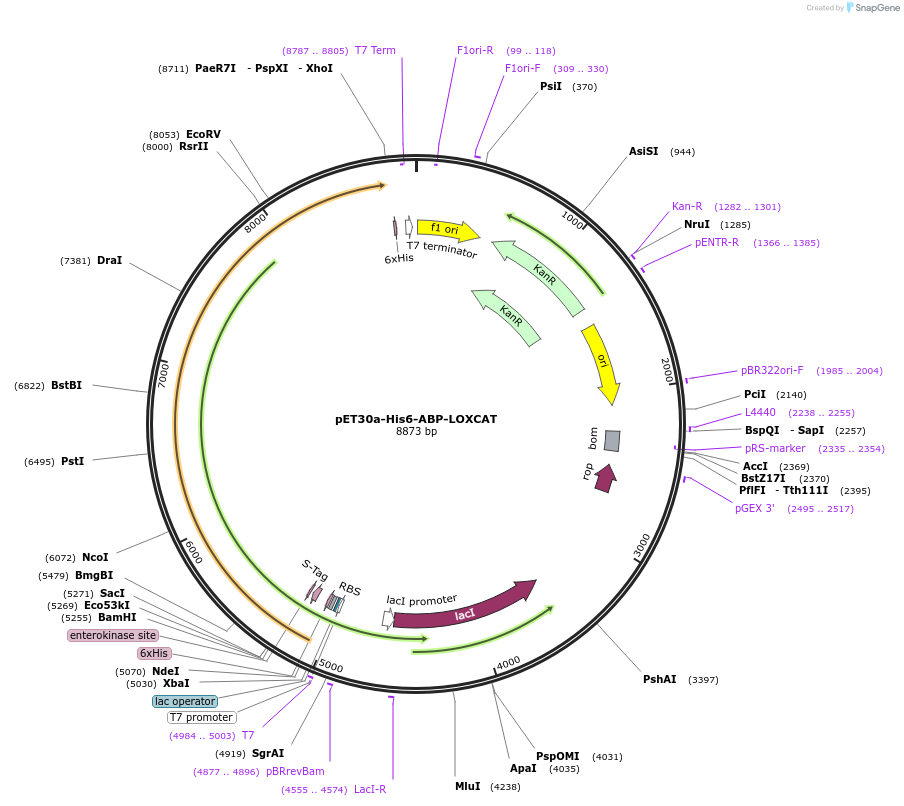 139971-plasmid-map-sequence-id-311161