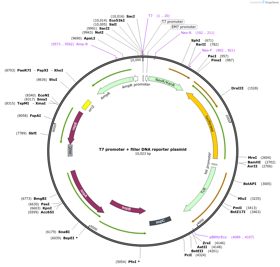 156454-plasmid-map-sequence-id-311163