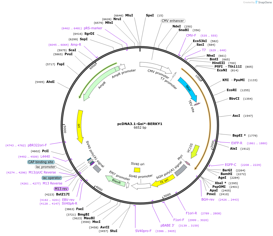 158090-plasmid-map-sequence-id-311180
