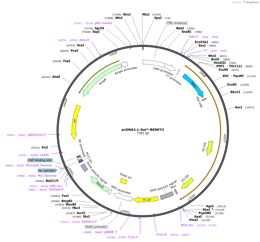 158197-plasmid-map-sequence-id-311189