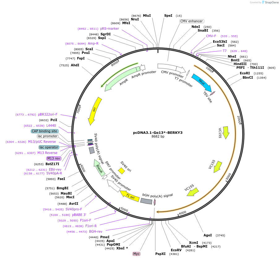 158218-plasmid-map-sequence-id-311192