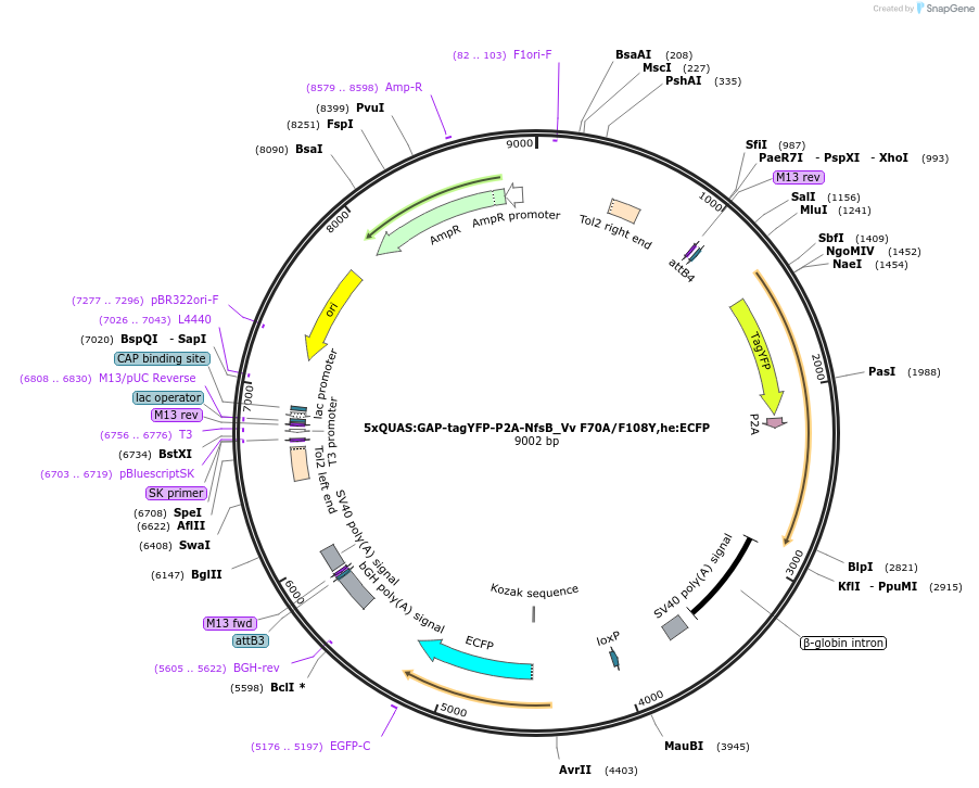 158654-plasmid-map-sequence-id-311195