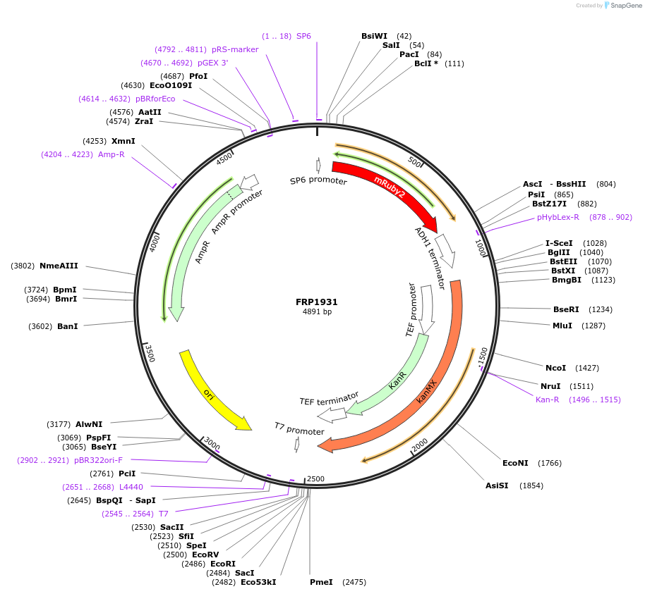 159306-plasmid-map-sequence-id-311203