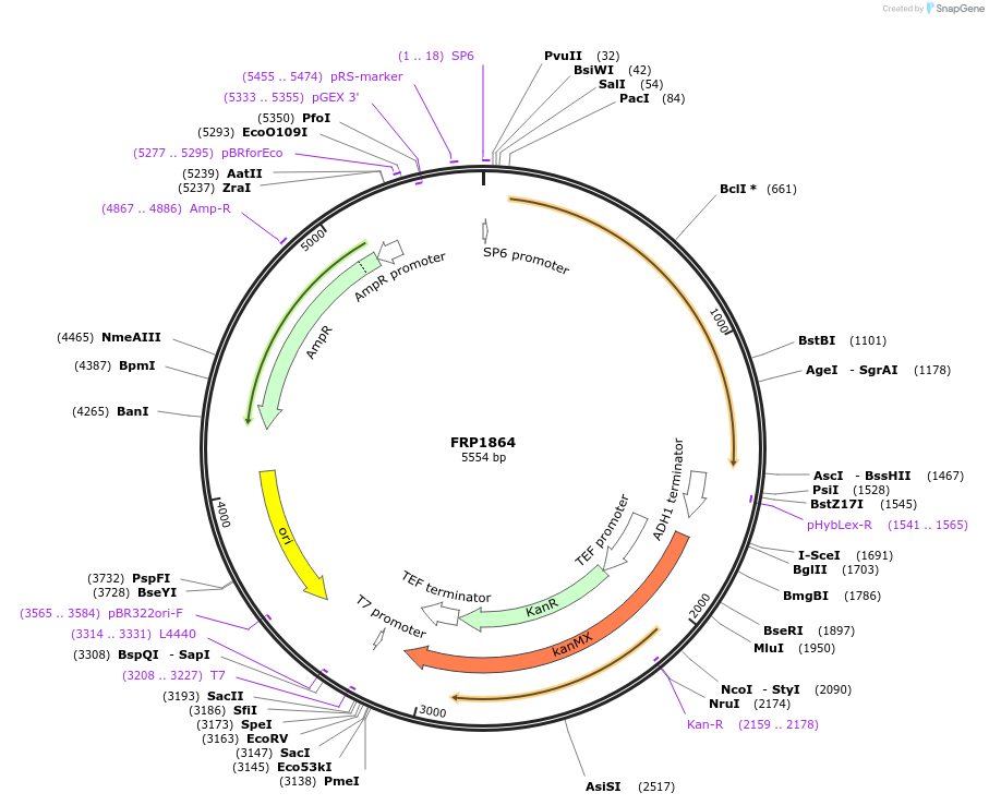 159307-plasmid-map-sequence-id-311204