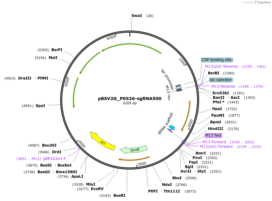 149621-plasmid-map-sequence-id-311205