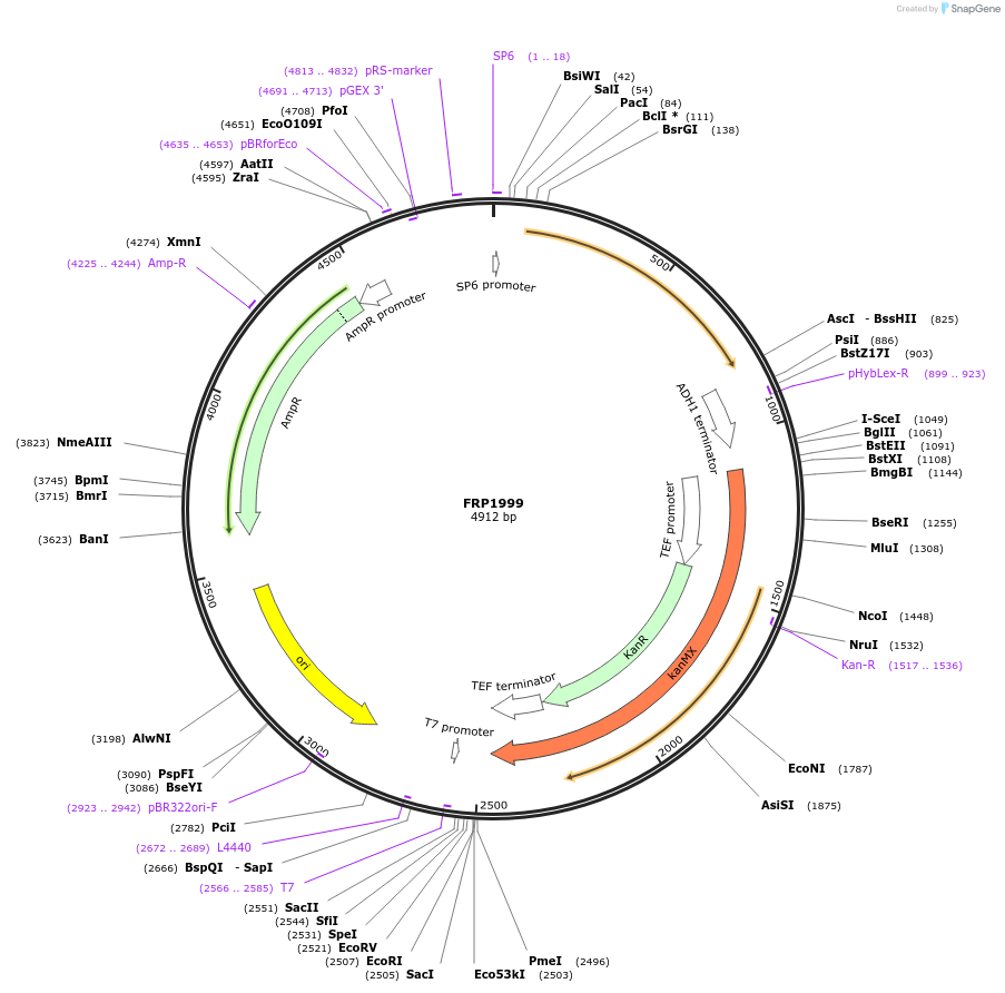 159308-plasmid-map-sequence-id-311207