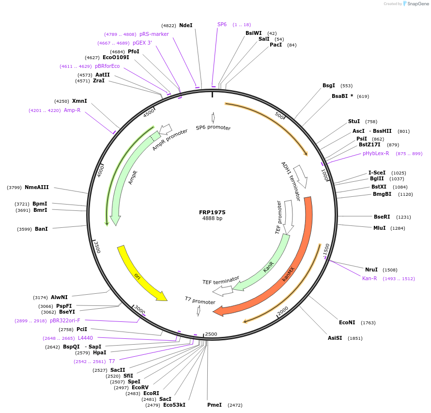 159310-plasmid-map-sequence-id-311210
