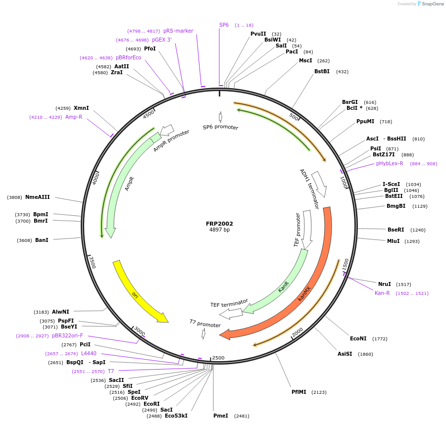 159311-plasmid-map-sequence-id-311211