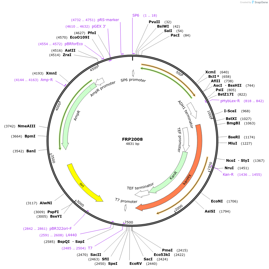 159312-plasmid-map-sequence-id-311212
