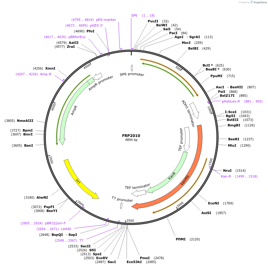 159313-plasmid-map-sequence-id-311213