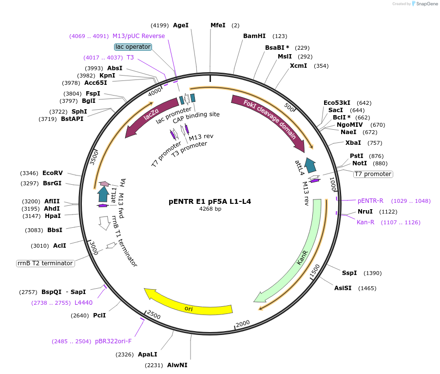 158728-plasmid-map-sequence-id-311217