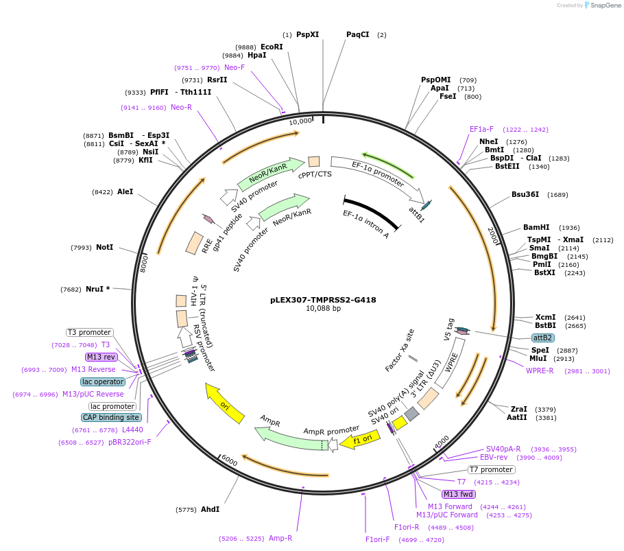 158459-plasmid-map-sequence-id-311225