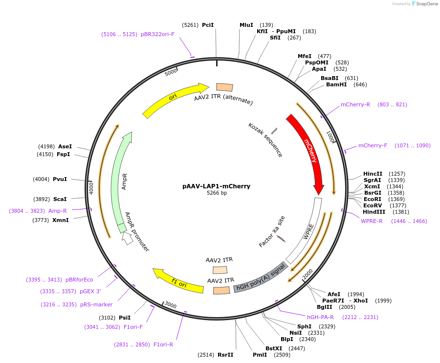 159525-plasmid-map-sequence-id-311226