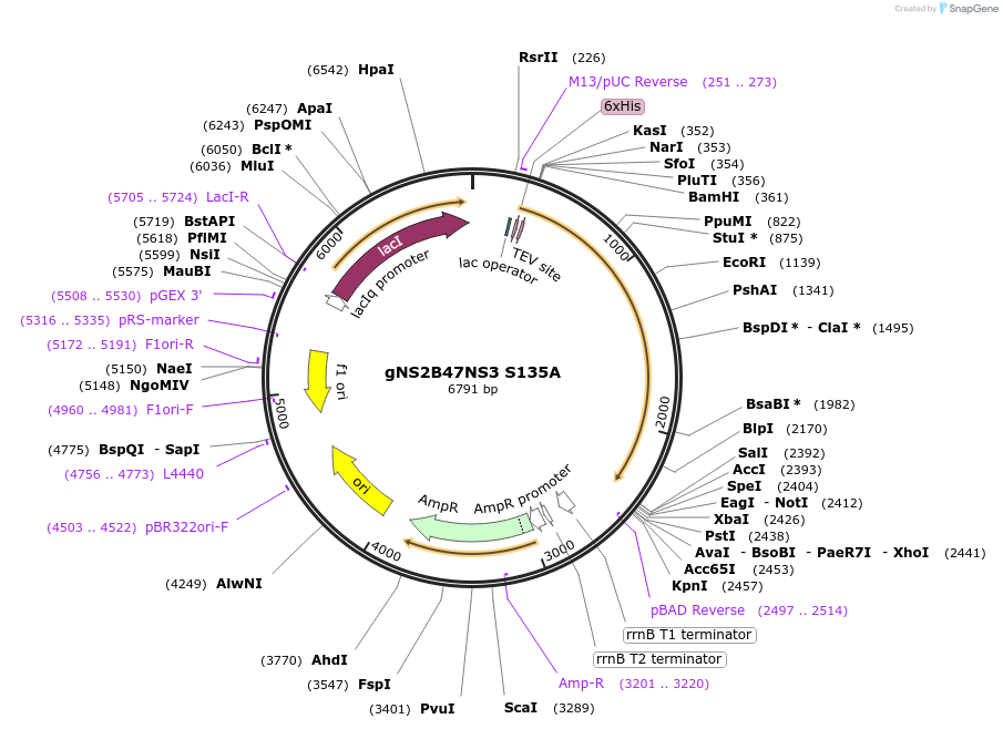 155317-plasmid-map-sequence-id-311234