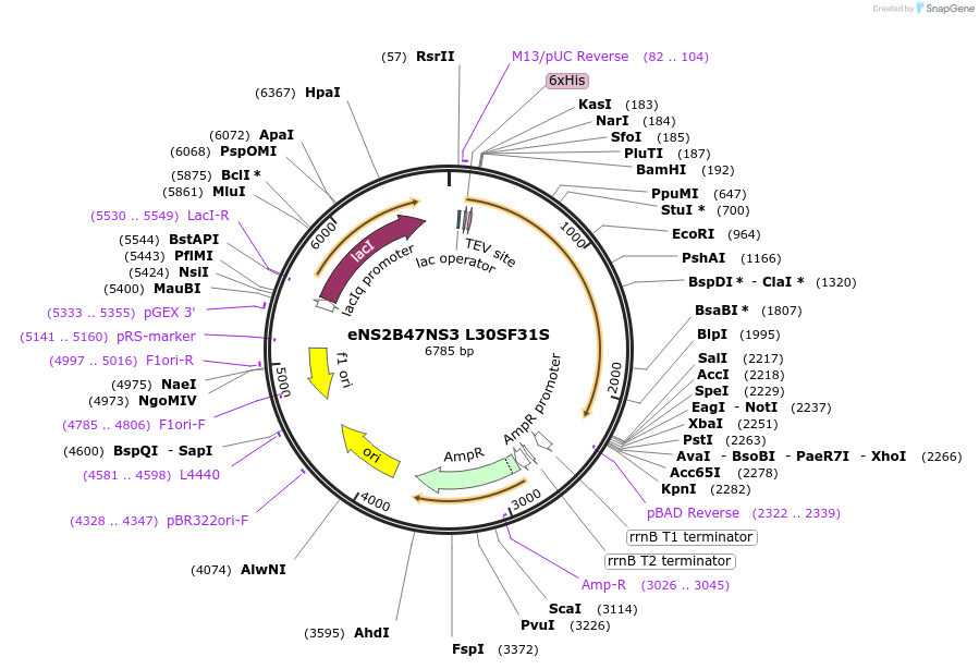 155319-plasmid-map-sequence-id-311251