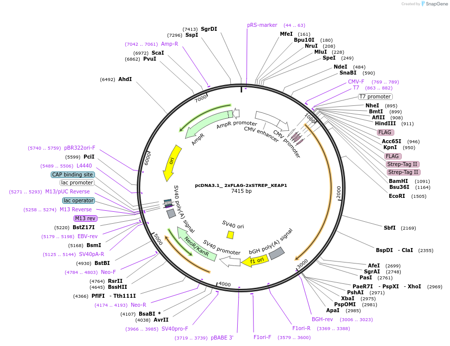 159128-plasmid-map-sequence-id-311290