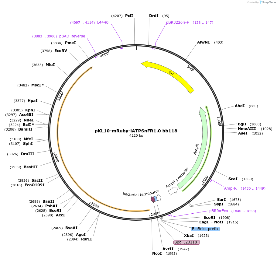 158980-plasmid-map-sequence-id-311292