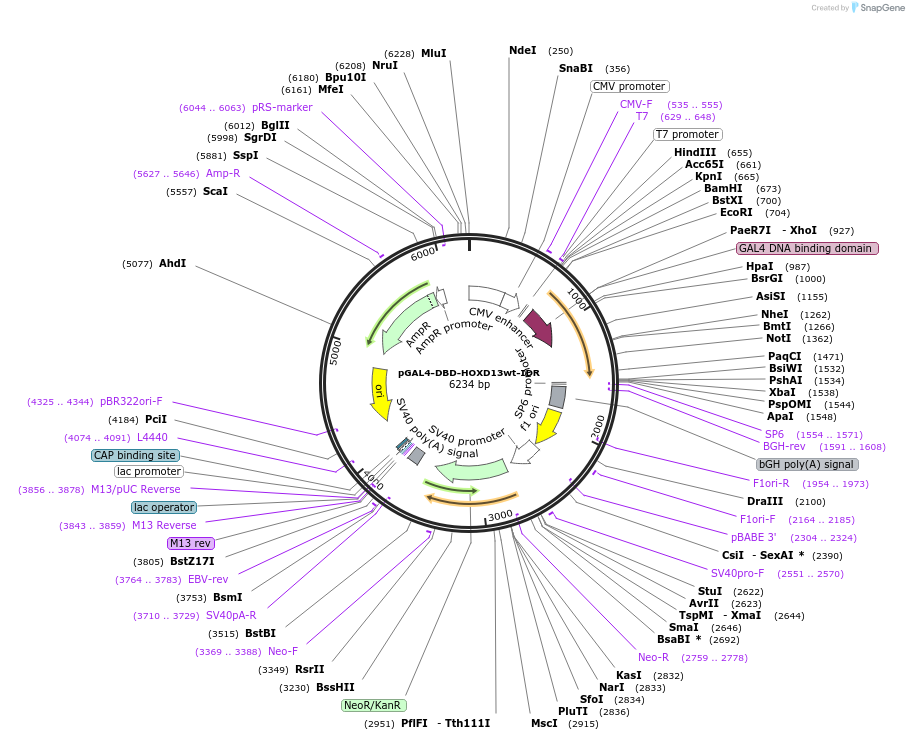 145244-plasmid-map-sequence-id-311298