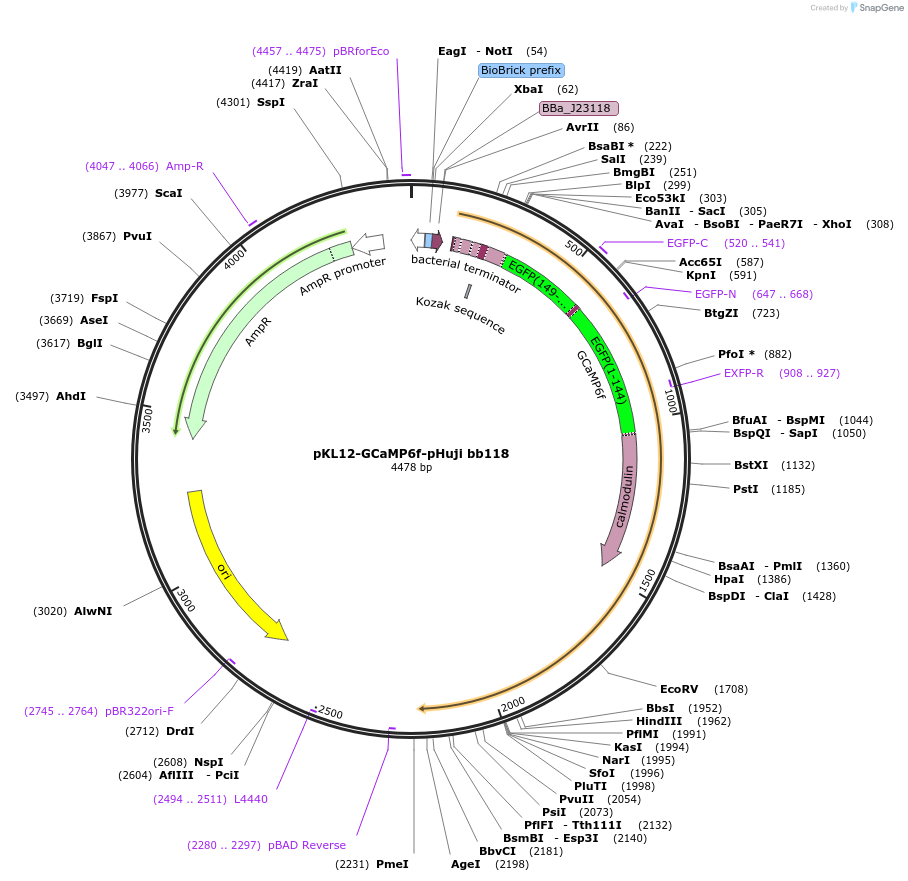 158981-plasmid-map-sequence-id-311385
