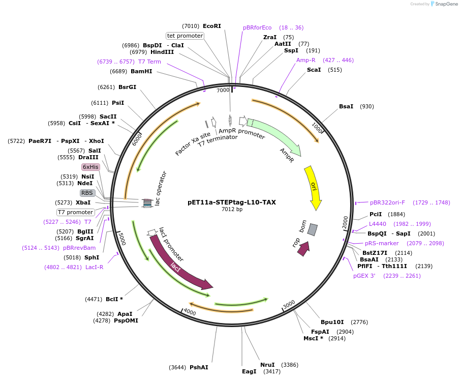 159374-plasmid-map-sequence-id-311395