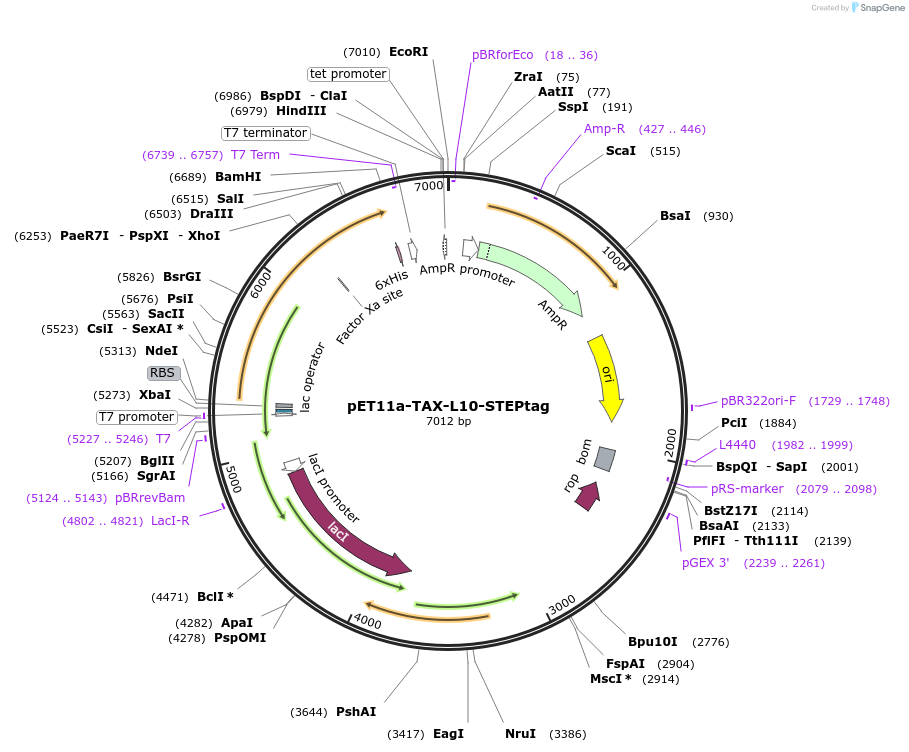 159375-plasmid-map-sequence-id-311397