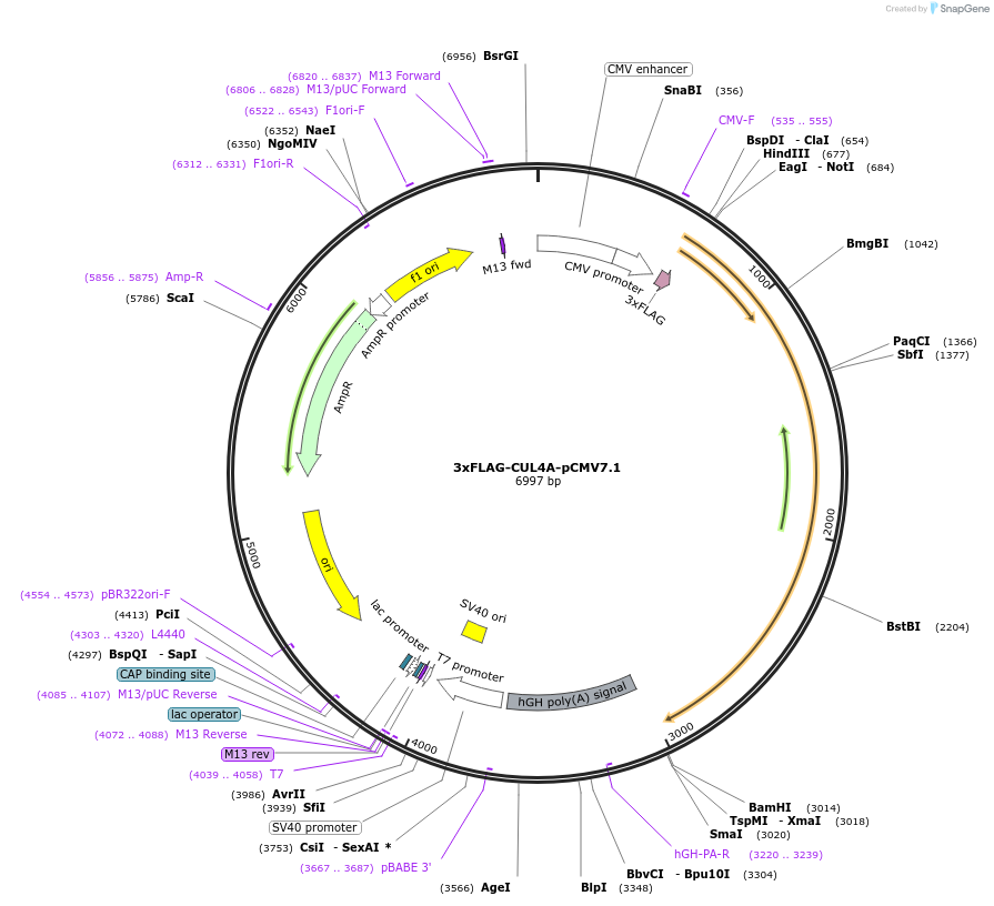 155022-plasmid-map-sequence-id-311400