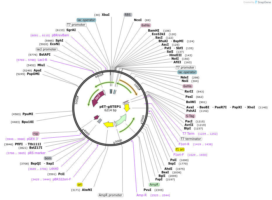 159376-plasmid-map-sequence-id-311408
