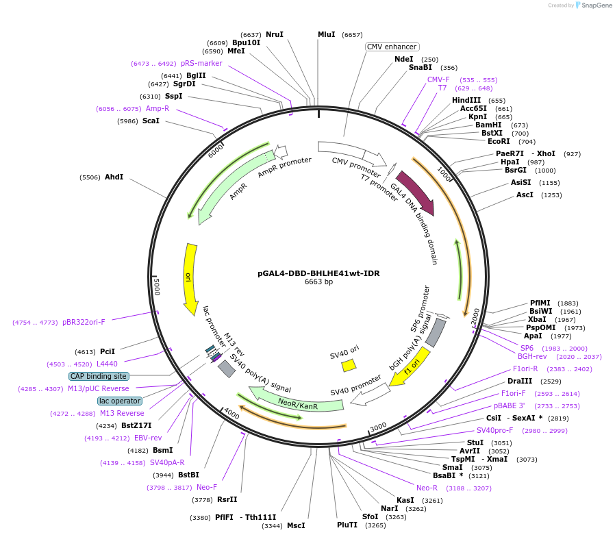 145229-plasmid-map-sequence-id-311414