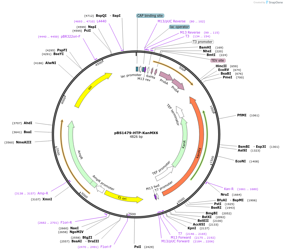 154085-plasmid-map-sequence-id-311422
