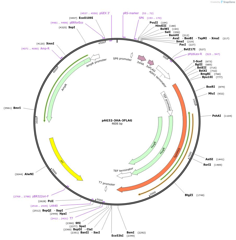 154081-plasmid-map-sequence-id-311423
